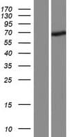FBXO24 Protein (Over-Expression Lysate Myc-DDK (Flag))