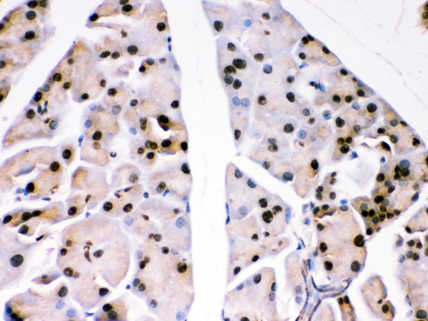 PARK7 / DJ-1 Antibody (aa2-189)