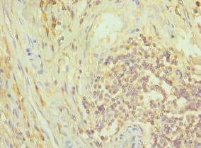 NCK1 / NCK Antibody (aa58-377)