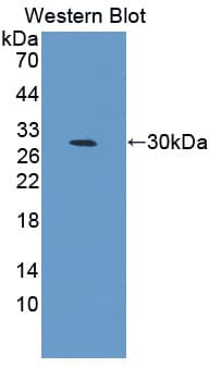 CELSR3 Antibody (aa942-1175, Biotin)