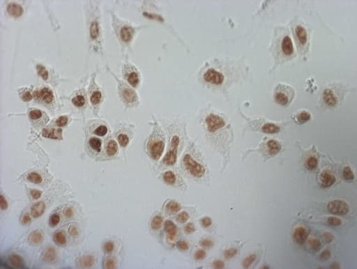 NUDT21 Antibody (aa2-227, clone OTI1B1)