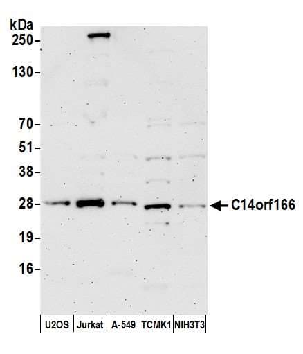C14orf166 Antibody (aa75-125)
