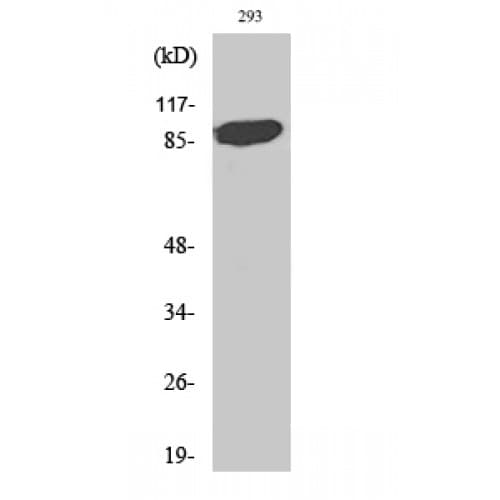 Polyclonal Rabbit anti-Human STAT5A Antibody (720-800 aa, IHC, WB)
