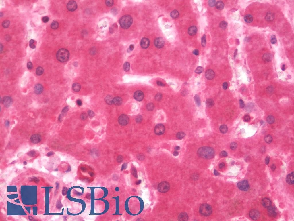 IHC-plus™ AZIN2 / Antizyme Inhibitor 2 Antibody (Internal)
