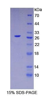 Human HNF4A / HNF4 Protein (Recombinant His-T7)