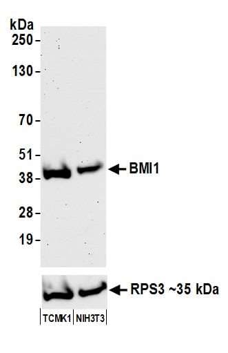 PathPlus™ BMI1 / PCGF4 Antibody (aa276-326)