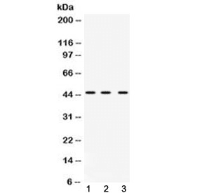HNRNPF / hnRNP F Antibody