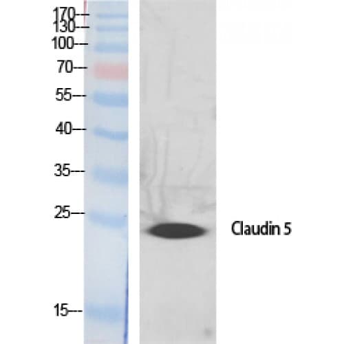 CLDN5 / Claudin 5 Antibody (140-220 aa, C-terminal)