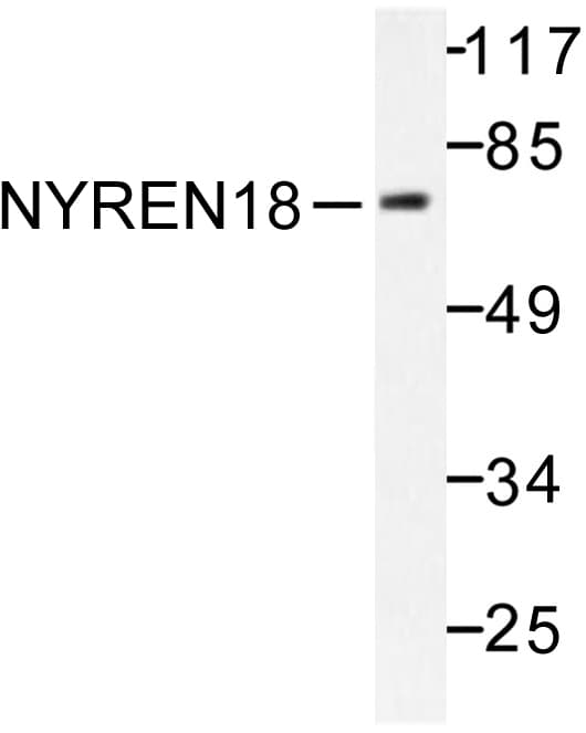 NUB1 Antibody (Tyr601)