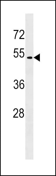 Polyclonal Rabbit anti-Human GPR171 Antibody (aa286-314, WB)