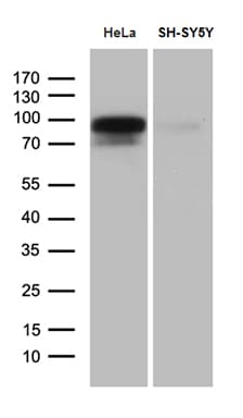 BEGAIN Antibody (aa374-517, clone OTI4D9, Carrier-free)