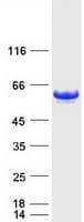 Human GOPC / PIST Protein (Recombinant Myc-DDK (Flag))