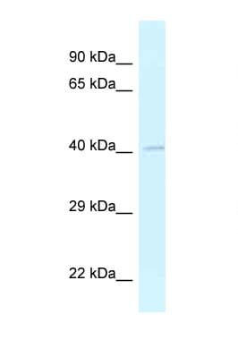 GRASP Antibody (aa85-134)