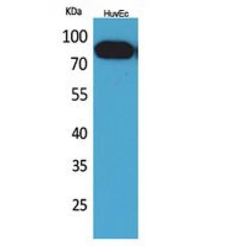 CD71 / Transferrin Receptor Antibody (91-140 aa, N-terminal)