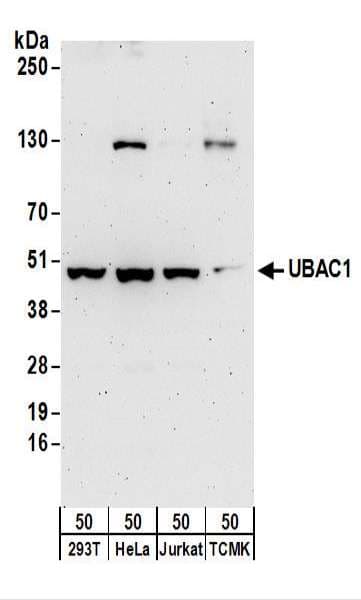 UBAC1 / KPC2 Antibody (aa325-375)