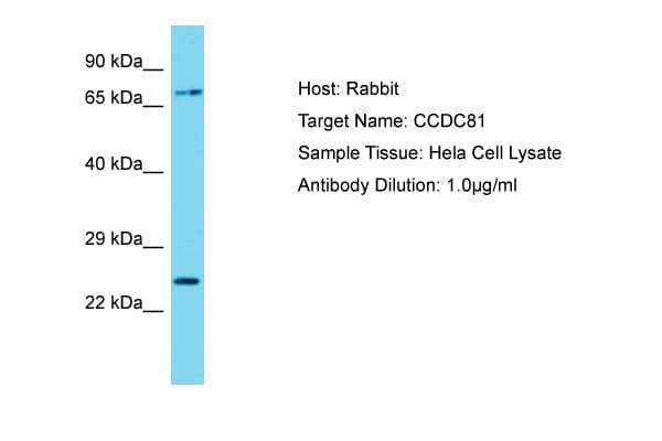 CCDC81 Antibody (C-Terminus)