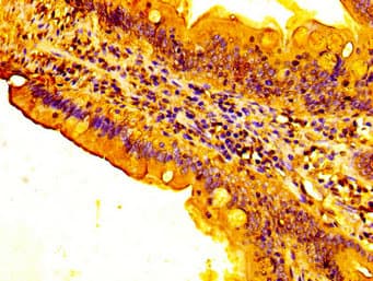 FUT3 Antibody