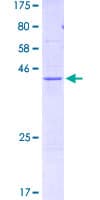 Human FUNDC2 Protein (Recombinant GST)