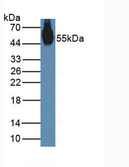 NUCB2 / Nucleobindin 2 Antibody (aa25-420, Cy3)