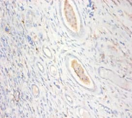 CKMT1 Antibody