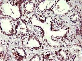 CHAF1B / CAF1 Antibody (clone OTI4F7)