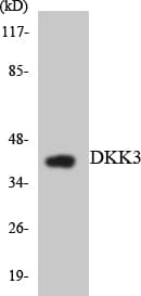 DKK3 Antibody (aa98-147)