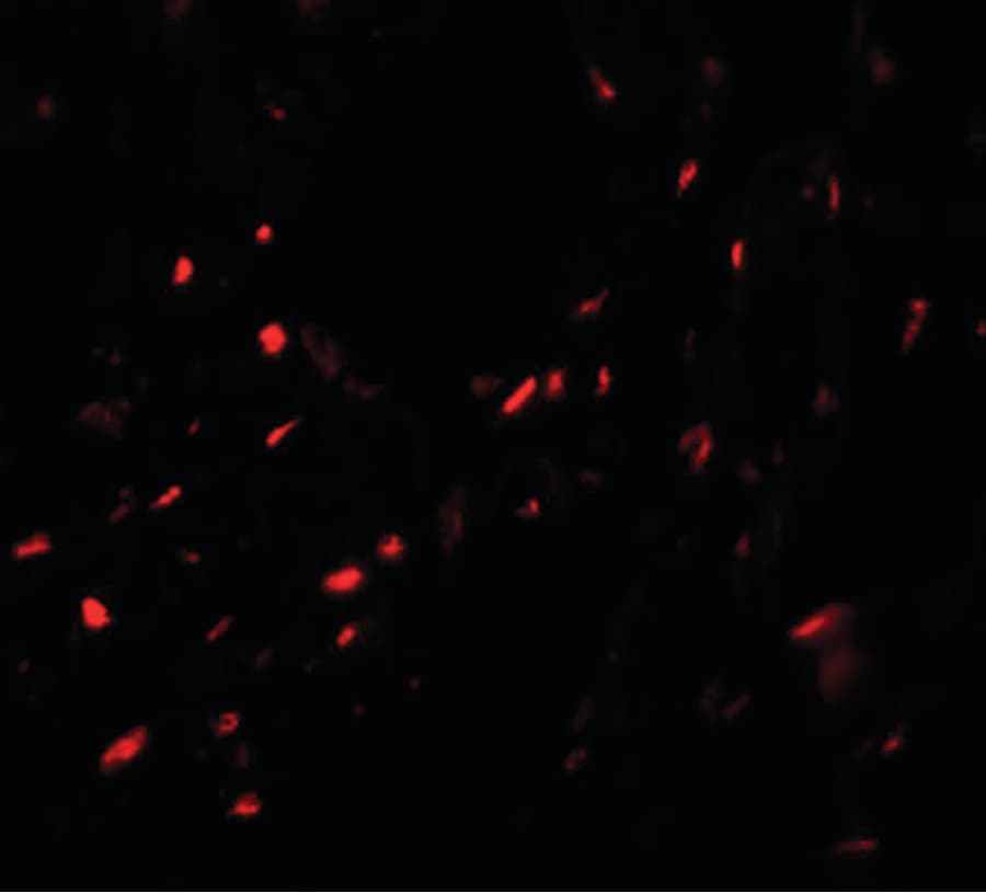 IHC-plus™ MYZAP Antibody