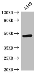 HRH3 / Histamine 3 Receptor Antibody