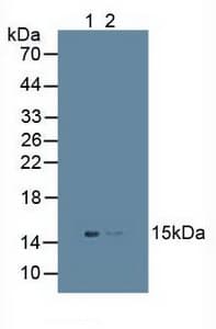 FAT10 / UBD Antibody (aa1-165, APC)