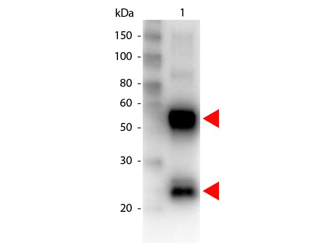 Goat Anti-Pig IgG Secondary Antibody (Biotin)
