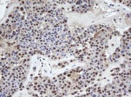 WDR74 Antibody (aa114-385, clone OTI4B2)