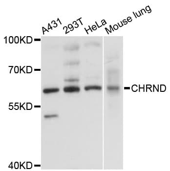 CHRND Antibody
