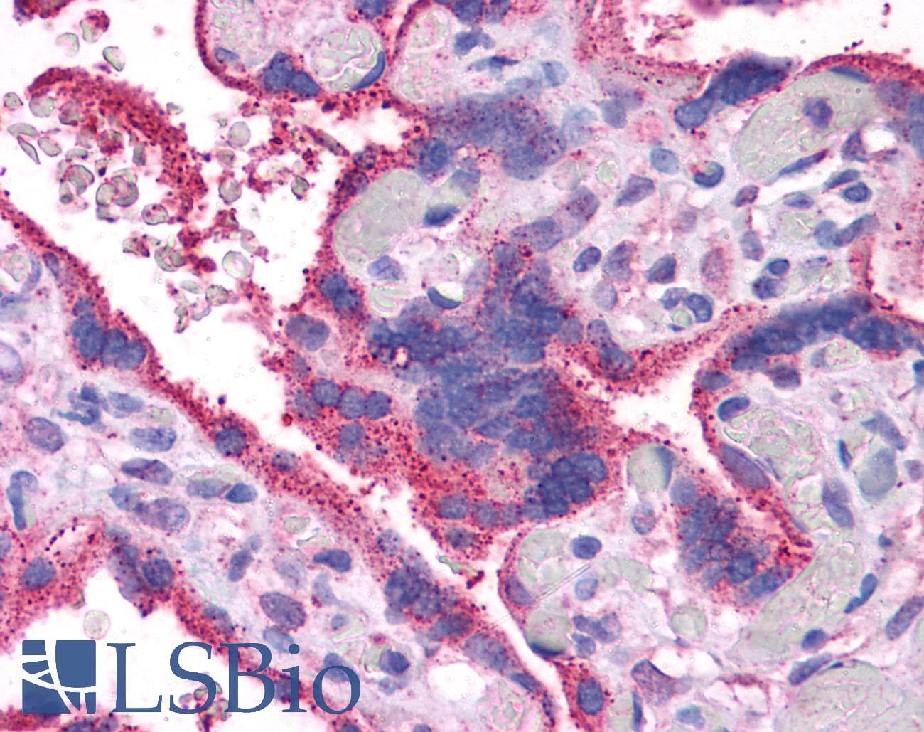 WNT5A Antibody (aa180-229)