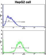 IHC-plus™ Polyclonal Rabbit anti-Human FTH1 / Ferritin Heavy Chain Antibody (aa154-183, IHC, WB)