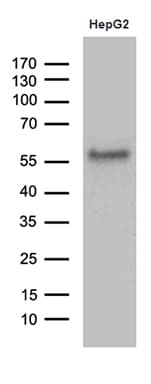 ZFP82 / ZNF545 Antibody (clone OTI5D8)