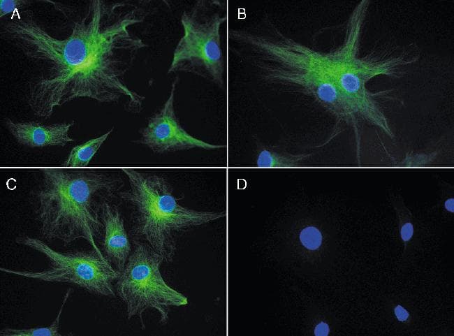 Alpha Tubulin Antibody (clone 236-10501)