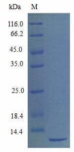 Mouse SDF1 / CXCL12 Protein (Recombinant)