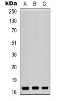 Polyclonal Rabbit anti-Human BUD31 Antibody (N-Terminus, WB)