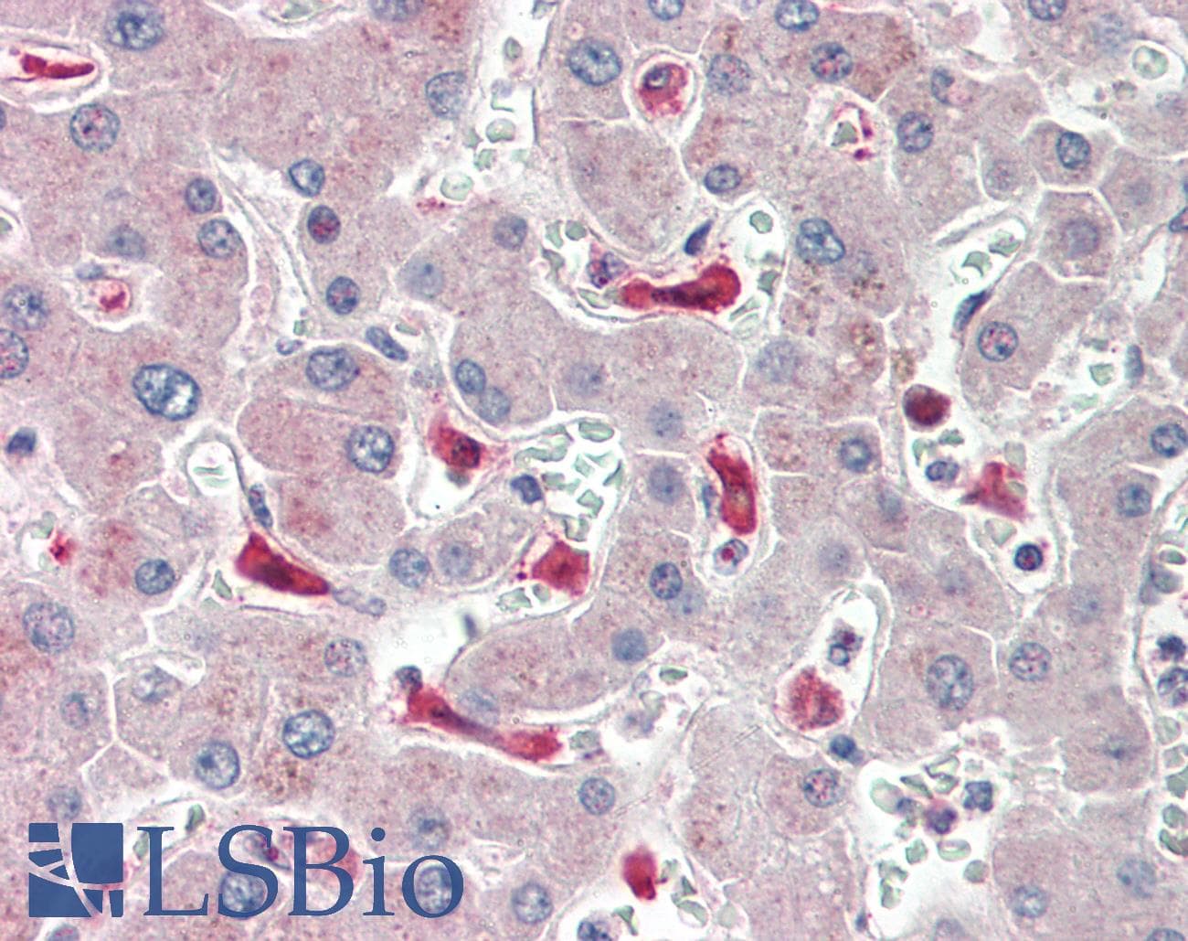 IFI44L Antibody (N-Terminus)