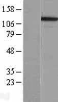 ITGA3 / CD49c Protein (Over-Expression Lysate Myc-DDK (Flag))