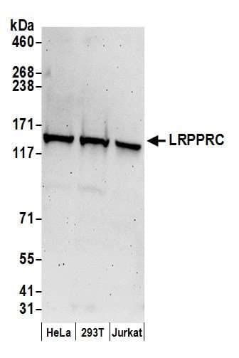 LRPPRC Antibody (aa1344-1394)