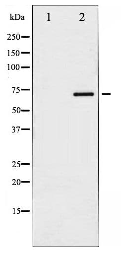 PXN / Paxillin Antibody (phospho-Tyr118)