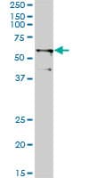 Monoclonal Mouse anti-Human TRIM23 Antibody (clone 2H4, WB)