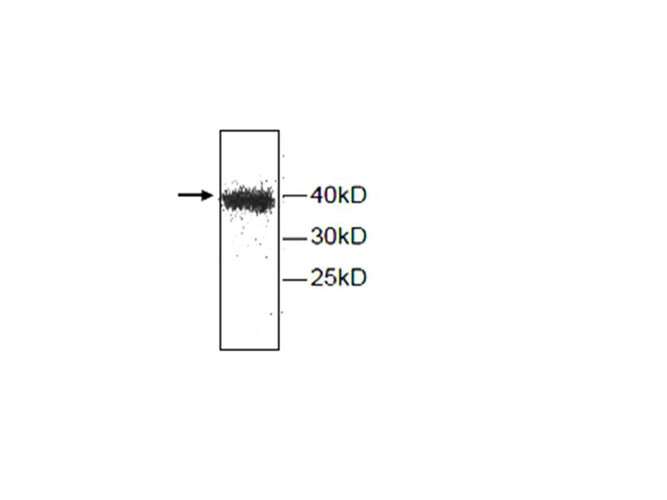CTSH / Cathepsin H Antibody