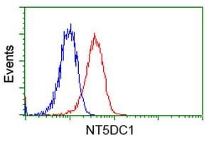 NT5DC1 Antibody (clone OTI2B12)