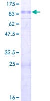 Human STON1 Protein (Recombinant GST)
