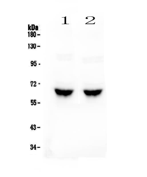 Polyclonal Rabbit anti-Human GAD65 Antibody (IHC, WB)