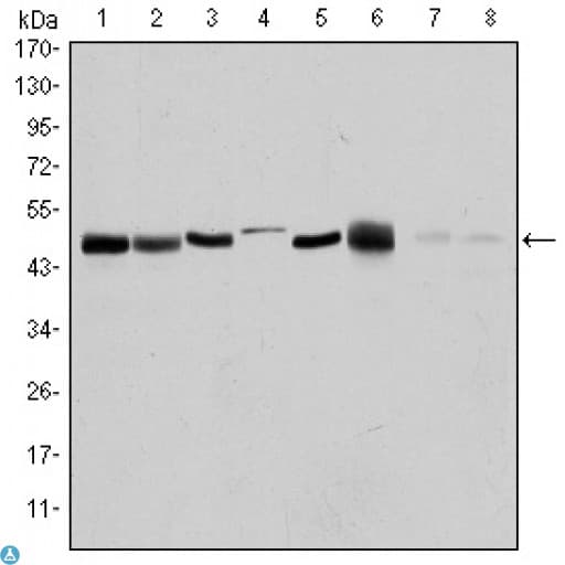 AURKA / Aurora-A Antibody