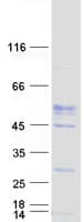 Human VSIG4 Protein (Recombinant Myc-DDK (Flag))