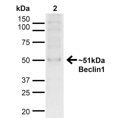 BECN1 / Beclin-1 Antibody (PerCP)